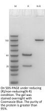 Anti-HEL-Human IgG4（S228P）Kappa  Isotype-control