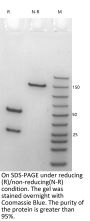 Anti-HEL-Human IgG1（LALA）Isotype-control