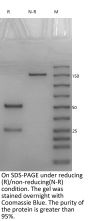 Anti-HEL-Human IgG4（S228P L235E） Isotype-control