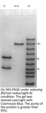 Anti-HEL-Human IgG1 Isotype-control