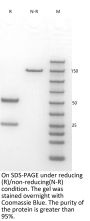 Anti-HEL-Mouse IgG1  Isotype-control