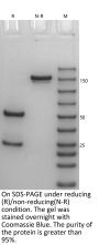 Anti-Human CD40 [Selicrelumab Biosimilar]