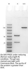 Anti-HEL-Mouse IgG2A（LALA）Isotype-control