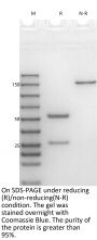 Anti-HEL Human IgG4(S228P/F234A/L235A)-Kappa Isotype control