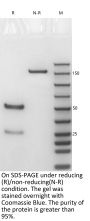 Anti-HEL Human IgG4(S228P/F234A/L235A)-Lambda1  Isotype control