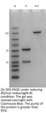 Anti-Human SARS-CoV-2(Bamlanivimab)