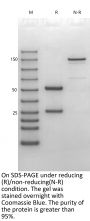 Anti-HEL-Human IgG1（K97R） Isotype-control