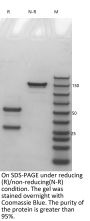 Anti-Human IFN-gamma(Emapalumab)