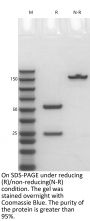 Anti-Human MET(Emibetuzumab)