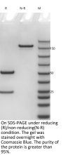 Anti-Human ITGA4/ITGB7(Etrolizumab)