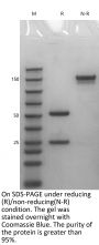 Anti-Human IGF1R(Figitumumab)