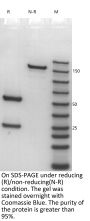 Anti-Human CD3E(Foralumab)