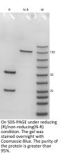 Anti-Human GUCY2C(Indusatumab)