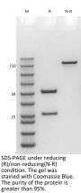Anti-Human IL-17A(Ixekizumab)