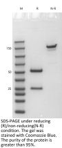 Anti-Human CSF2(Lenzilumab)