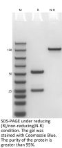 Anti-Human RSV(Motavizumab)