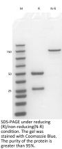 Anti-Human CD3E(Otelixizumab)