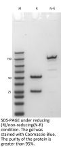 Anti-Human RTN4(Ozanezumab)