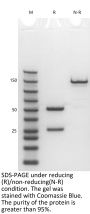 Anti-Human CD279(Penpulimab)