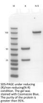 Anti-Human APP(Ponezumab)