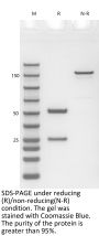 Anti-Human IL-6R(Sarilumab)