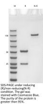 Anti-Human IFNA1(Sifalimumab)