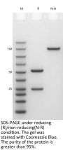 Anti-Human IL-6(Siltuximab)