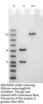 Anti-Human NGF(Tanezumab)