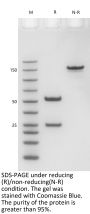 Anti-Human CD20(Veltuzumab)