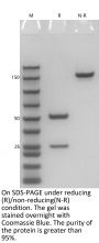 Anti-Human IL-12B (Ustekinumab)