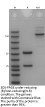 Anti-Human IL-3RA(Pivekimab)