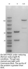 Anti-Human GDF15(Ponsegromab)