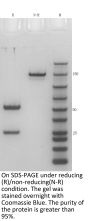 Anti-Human B7-H3(Ifinatamab)