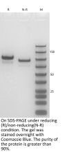 Anti-Human CD3xClaudin18.2(Gresonitamab)