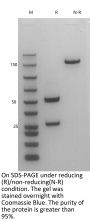 Anti-Human HER3(Patritumab)