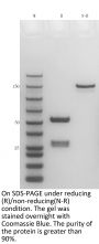 Anti-Human CD3xGPRC5D(Talquetamab)