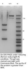 Anti-Human CD3xCEACAM5(Cibisatamab)
