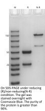 Anti-Human CD3CD20 [Mosunetuzumab Biosimilar]