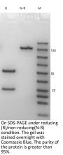 Anti-HEL-Mouse IgG2C Isotype-control