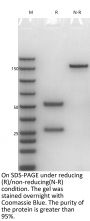 Anti-Human GPC3 [Codrituzumab Biosimilar]