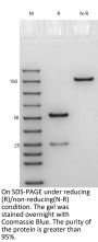 Anti-Human IL-33 [Etokimab Biosimilar]