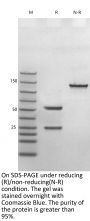 Anti-Human CD25 [Daclizumab Biosimilar]