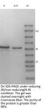 Anti-Human CD3CD19 [Blinatumomab Biosimilar]