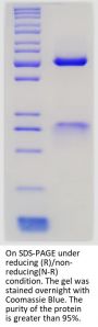Anti-Human IL-4/IL-13 [Dupilumab Biosimilar]