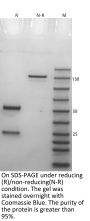 Anti-Human VISTA [Onvatilimab Biosimilar]