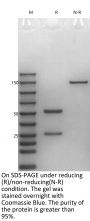 anti-HEL-Rat IgG1 Isotype-control