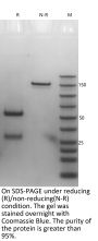 Anti-Human TNFSF13B [Belimumab Biosimilar]