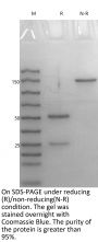 Anti-HEL-Human IgG1（LALAPG）Isotype-control