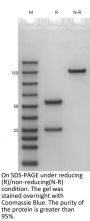 Anti-HEL-Mouse IgG2B Isotype-control