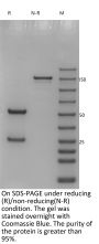 Anti-HEL-Human IgG1（K97R K-A）Isotype-control